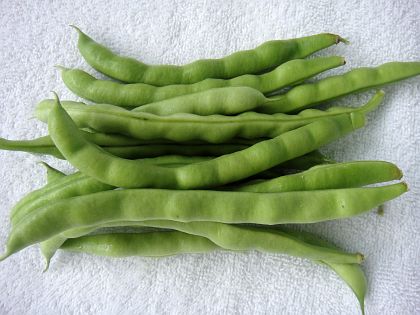 Heirloom Bean Seed - By Wrights Heirlooms